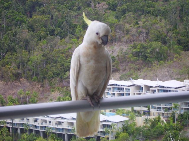 Zdjęcia: Airlie Beach, Quensland, pożegnanie z zaprzyjażnioną papugą, AUSTRALIA Zdjęcia: Airlie Beach, Quensland, pożegnanie z zaprzyjażnioną papugą, AUSTRALIA