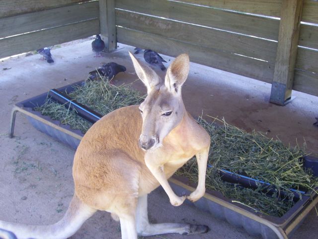 Zdjęcia: Lone Pine Koala Sanctuary, okolice Brisbane, kangur rudy , AUSTRALIA Zdjęcia: Lone Pine Koala Sanctuary, okolice Brisbane, kangur rudy , AUSTRALIA