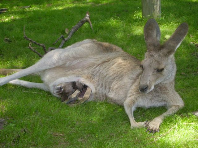 Zdjęcia: Lone Pine Koala Sanctuary, okolice Brisbane, Nie ma jak u mamy!, AUSTRALIA Zdjęcia: Lone Pine Koala Sanctuary, okolice Brisbane, Nie ma jak u mamy!, AUSTRALIA