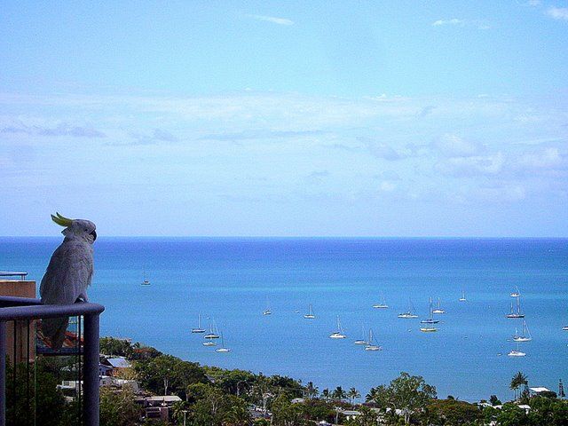 Zdjęcia: Airlie Beach, Quensland, papuga na straży, AUSTRALIA Zdjęcia: Airlie Beach, Quensland, papuga na straży, AUSTRALIA