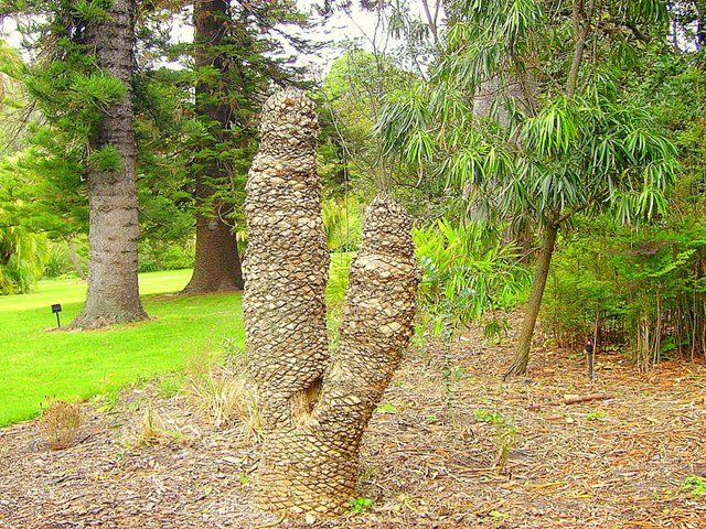 Zdjęcia: Melbourne ogród botaniczny, południowa Australia, dziwne formacje roślinne, AUSTRALIA Zdjęcia: Melbourne ogród botaniczny, południowa Australia, dziwne formacje roślinne, AUSTRALIA
