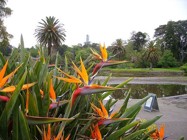 Zdjęcia: Melbourne - ogród botaniczny, poludniowa Australia, kwiaty jak ptaki, AUSTRALIA Zdjęcia: Melbourne - ogród botaniczny, poludniowa Australia, kwiaty jak ptaki, AUSTRALIA