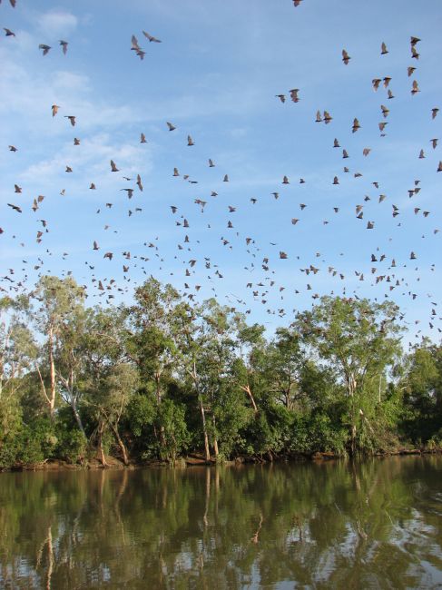 Zdjęcia: rezerwat, okolice Darwin, budzące się nietoperze, AUSTRALIA Zdjęcia: rezerwat, okolice Darwin, budzące się nietoperze, AUSTRALIA