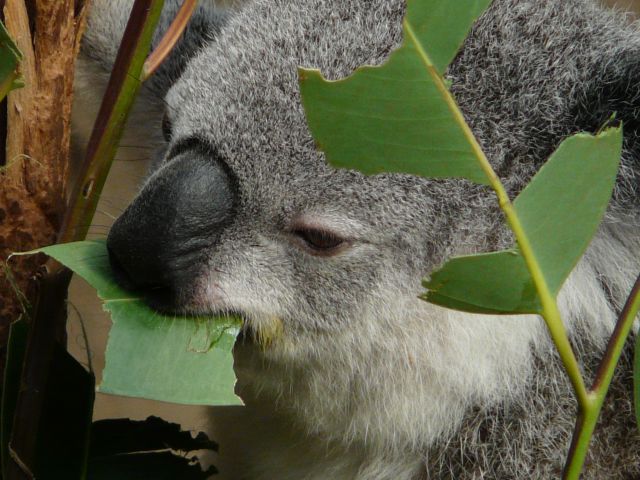 Zdjęcia: Newcastle, koala, AUSTRALIA Zdjęcia: Newcastle, koala, AUSTRALIA