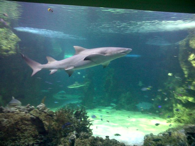 Zdjęcia: Aquarium w Sydney, NSW, Spotkanie z ,,,,, AUSTRALIA Zdjęcia: Aquarium w Sydney, NSW, Spotkanie z ,,,,, AUSTRALIA