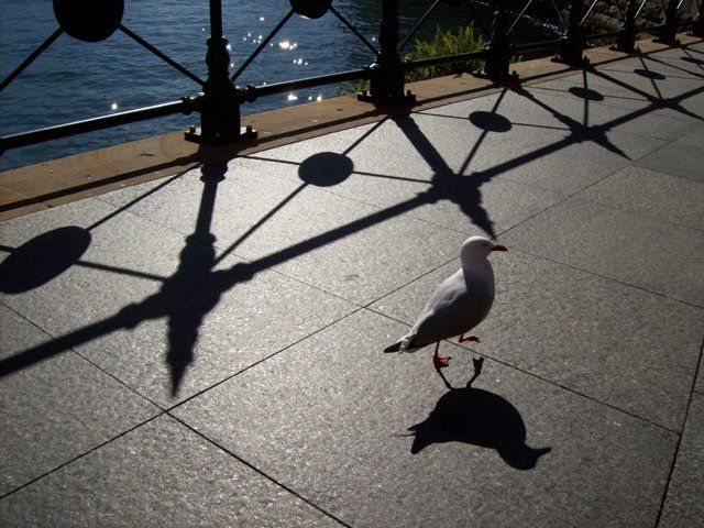 Zdjęcia: Circular Quay, NSW, spacerkiem do Opery, AUSTRALIA Zdjęcia: Circular Quay, NSW, spacerkiem do Opery, AUSTRALIA