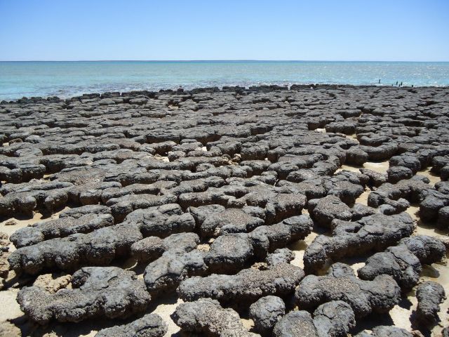 Zdjęcia: Hamelin, Shark Bay, Stomatolity, AUSTRALIA Zdjęcia: Hamelin, Shark Bay, Stomatolity, AUSTRALIA