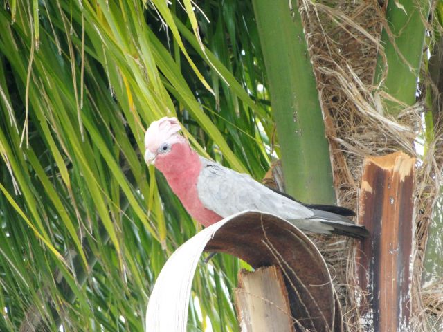 Zdjęcia: Yanchip, Australia Zachodnia, Galah, AUSTRALIA Zdjęcia: Yanchip, Australia Zachodnia, Galah, AUSTRALIA