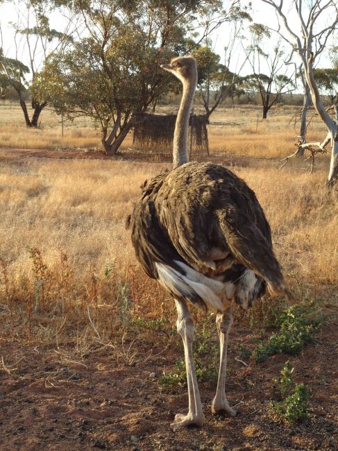 Zdjęcia: Riverside, Australia Zachodnia, Emu widziany od tyłu, AUSTRALIA Zdjęcia: Riverside, Australia Zachodnia, Emu widziany od tyłu, AUSTRALIA