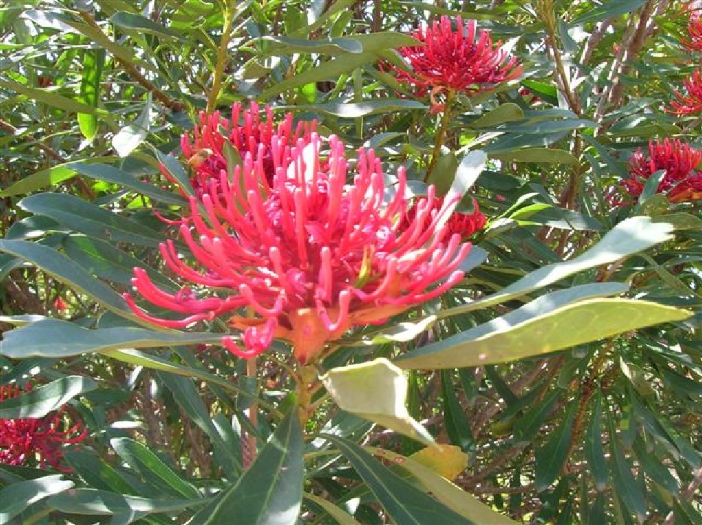 Zdjęcia: nat. park, Wsch. Australia, Czerwony kwiat, AUSTRALIA Zdjęcia: nat. park, Wsch. Australia, Czerwony kwiat, AUSTRALIA