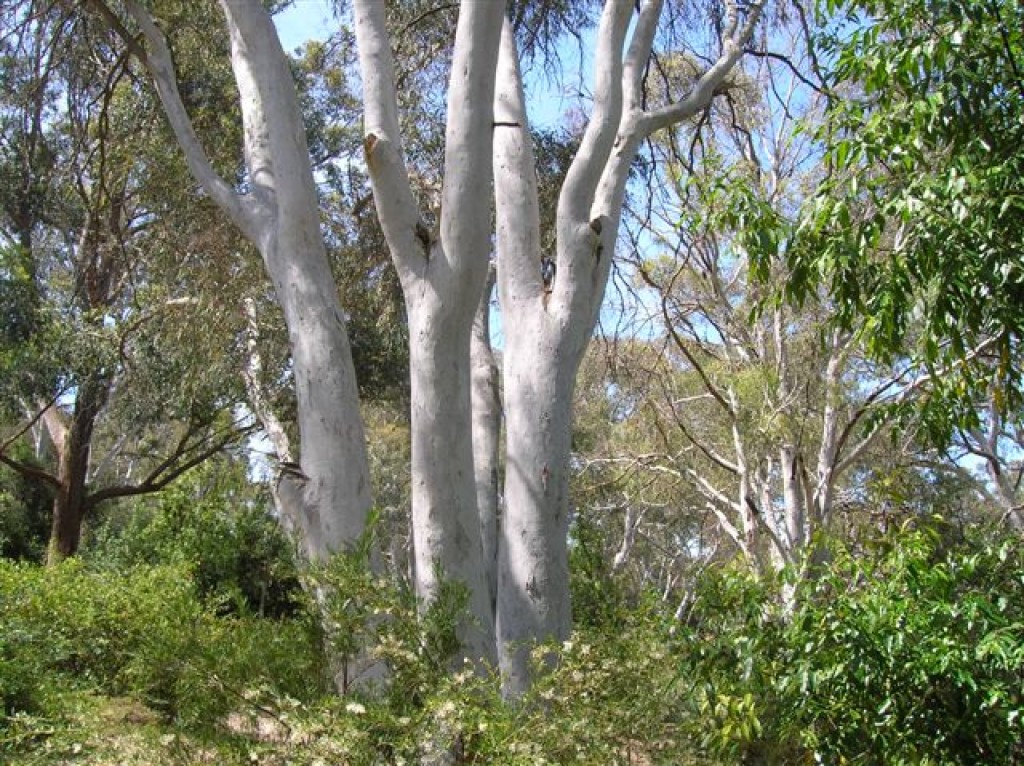 Zdjęcia: Nat. Park, Wsch. Australia, Wypolerowane drzewa, AUSTRALIA Zdjęcia: Nat. Park, Wsch. Australia, Wypolerowane drzewa, AUSTRALIA
