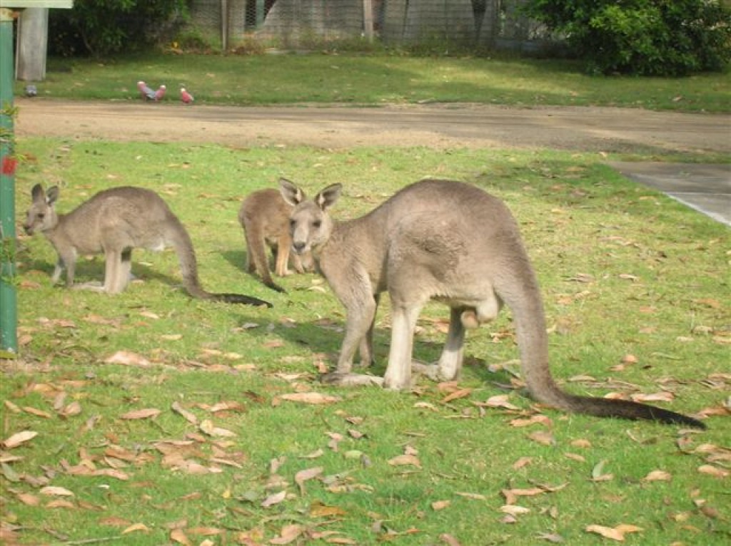 Zdjęcia: South Coast, NSW, W parku nad oceanem.., AUSTRALIA Zdjęcia: South Coast, NSW, W parku nad oceanem.., AUSTRALIA