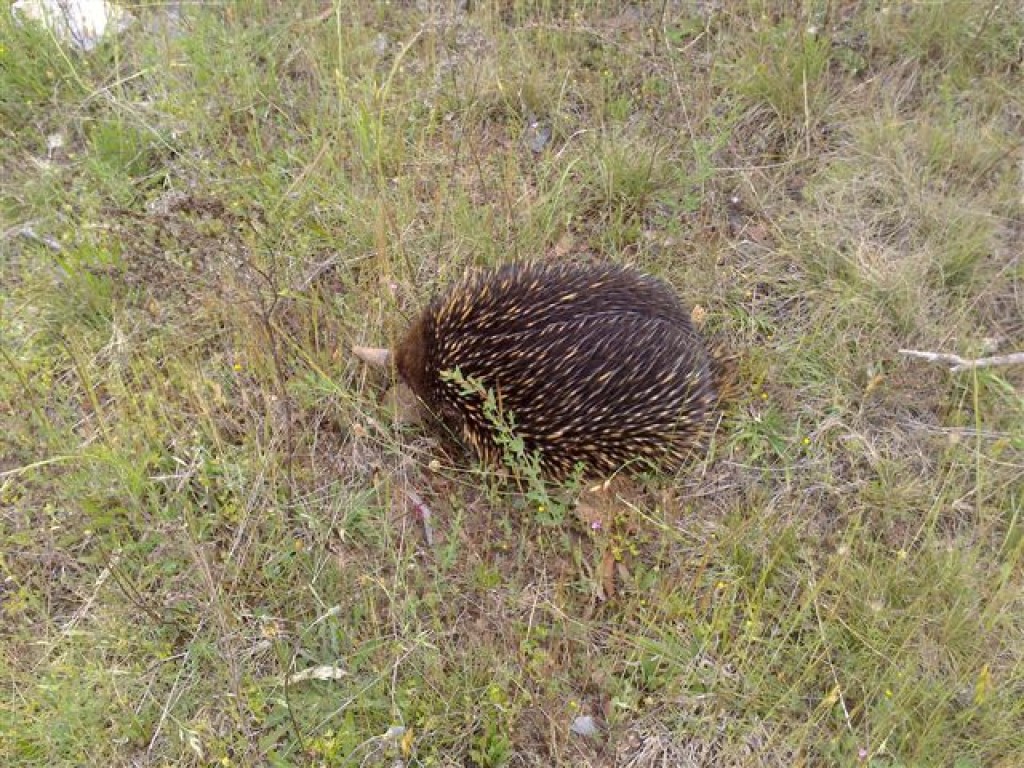 Zdjęcia: South Coast, NSW, Echidna w trawie, AUSTRALIA Zdjęcia: South Coast, NSW, Echidna w trawie, AUSTRALIA