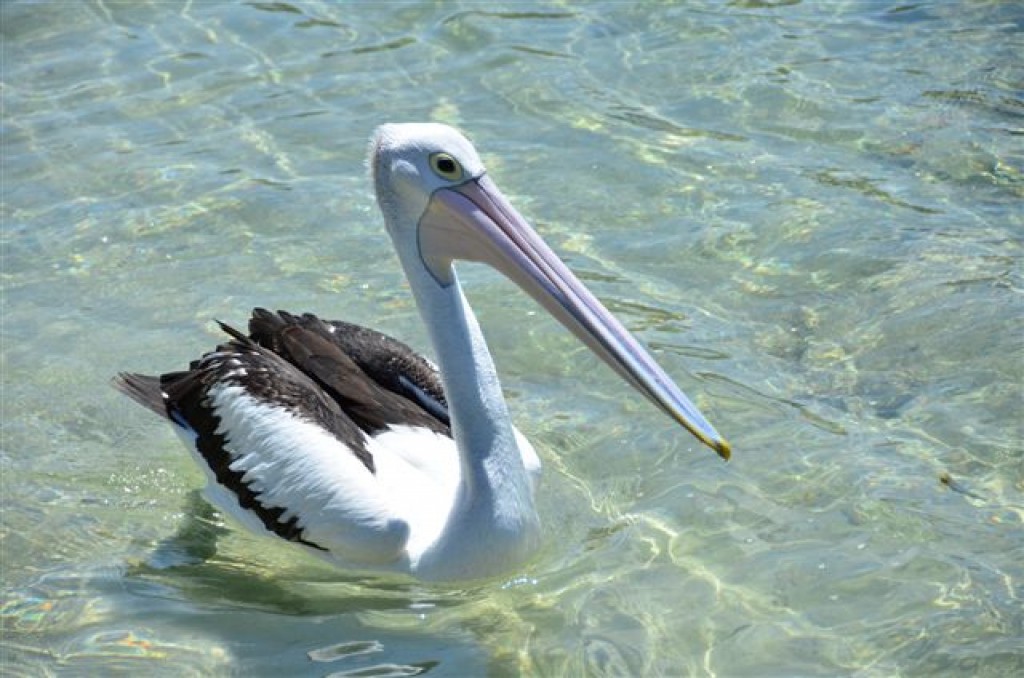 Zdjęcia: South Coast, NSW, Pelican nad oceanem, AUSTRALIA Zdjęcia: South Coast, NSW, Pelican nad oceanem, AUSTRALIA