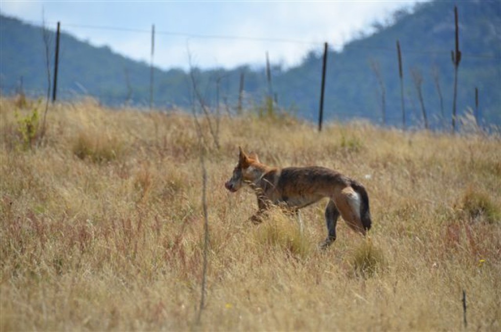 Zdjęcia: National Park, ACT, Pies Dingo poluje na kangura, AUSTRALIA Zdjęcia: National Park, ACT, Pies Dingo poluje na kangura, AUSTRALIA