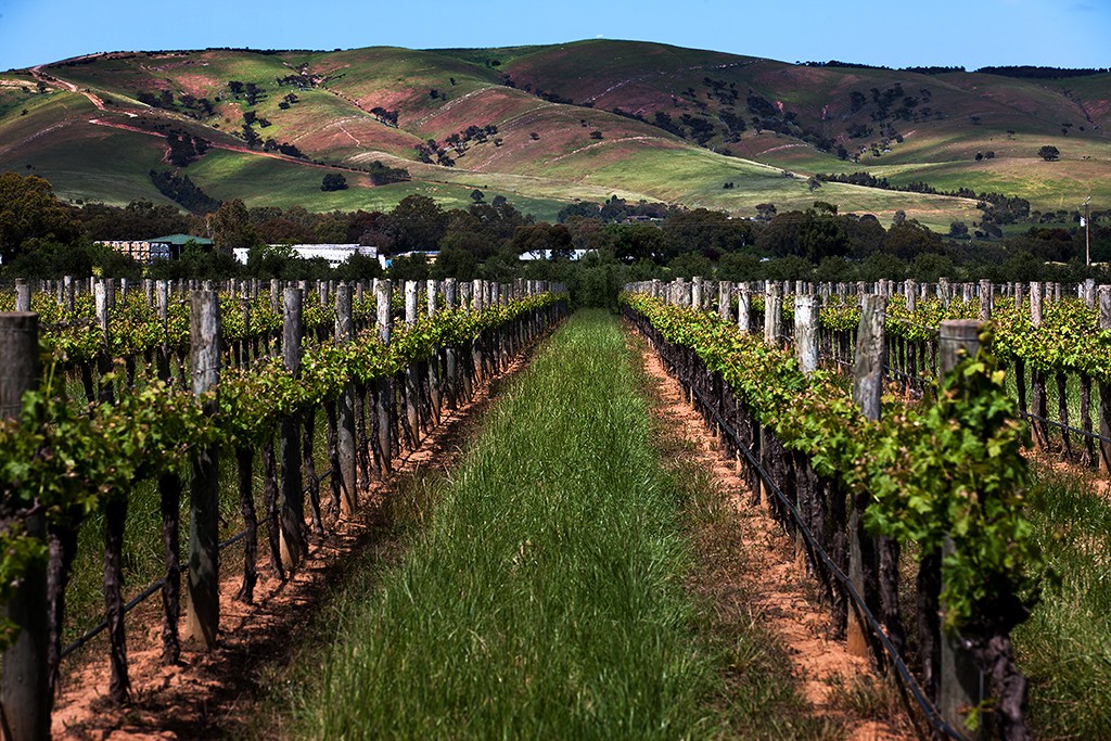 Zdjęcia: Polwysep Fleurieu, South Australia, winnice Mc Laren Vale, AUSTRALIA Zdjęcia: Polwysep Fleurieu, South Australia, winnice Mc Laren Vale, AUSTRALIA