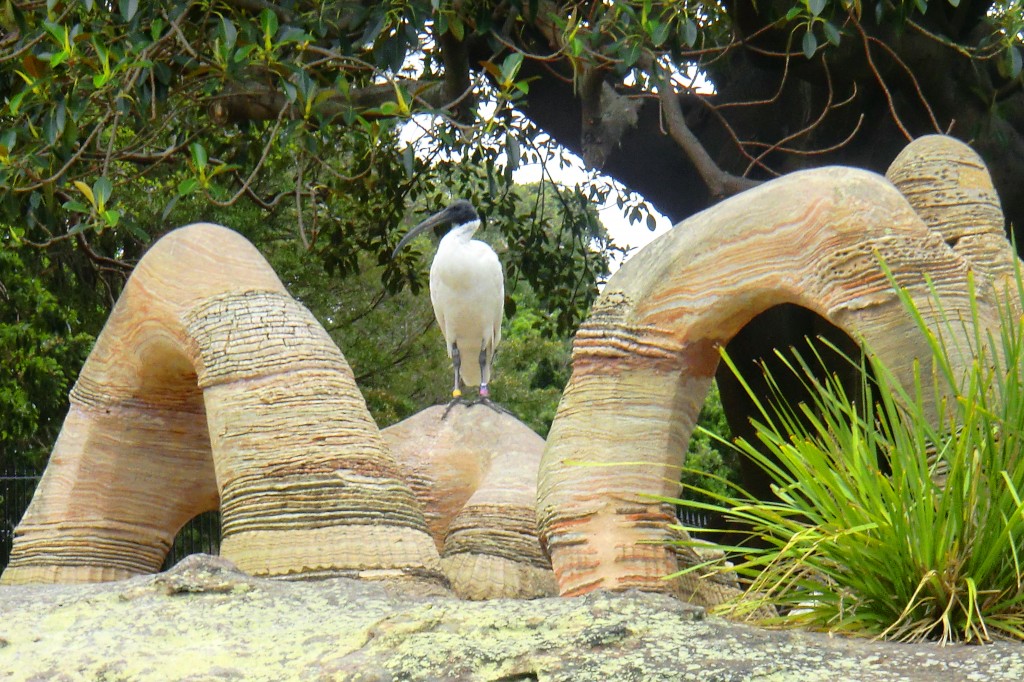 Zdjęcia: Sydney, Ibis, AUSTRALIA Zdjęcia: Sydney, Ibis, AUSTRALIA