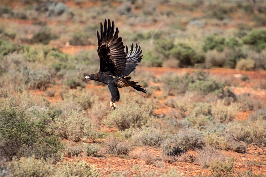 Zdjęcia: The Geat Victoria Desert, South Australia, wedge tailed eagle, AUSTRALIA Zdjęcia: The Geat Victoria Desert, South Australia, wedge tailed eagle, AUSTRALIA