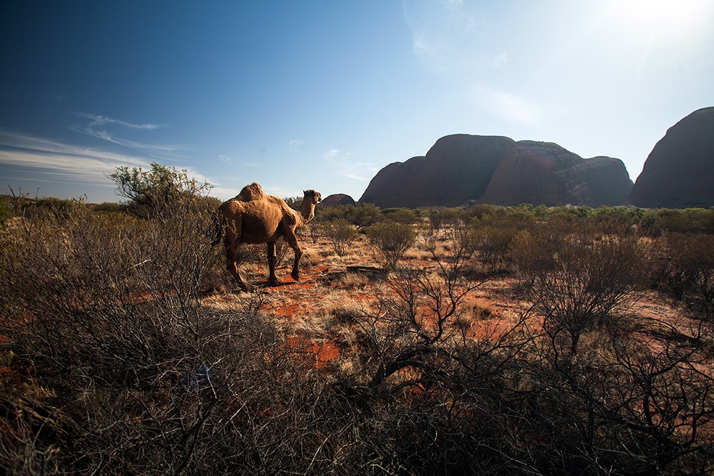 Zdjęcia: Kata Tjuta, Red Centre, dziki wielblad, AUSTRALIA Zdjęcia: Kata Tjuta, Red Centre, dziki wielblad, AUSTRALIA