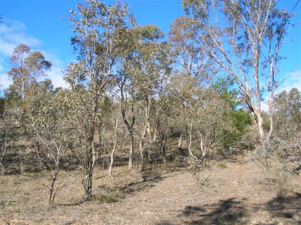 Zdjęcia: ACT, Mt. Stromlo, Wiecznie zielone eukaliptusy.., AUSTRALIA Zdjęcia: ACT, Mt. Stromlo, Wiecznie zielone eukaliptusy.., AUSTRALIA