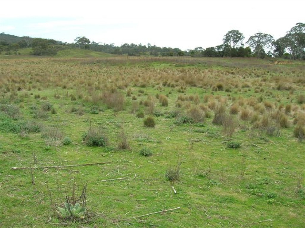 Zdjęcia: W buszu, NSW, Tussock grass, AUSTRALIA Zdjęcia: W buszu, NSW, Tussock grass, AUSTRALIA