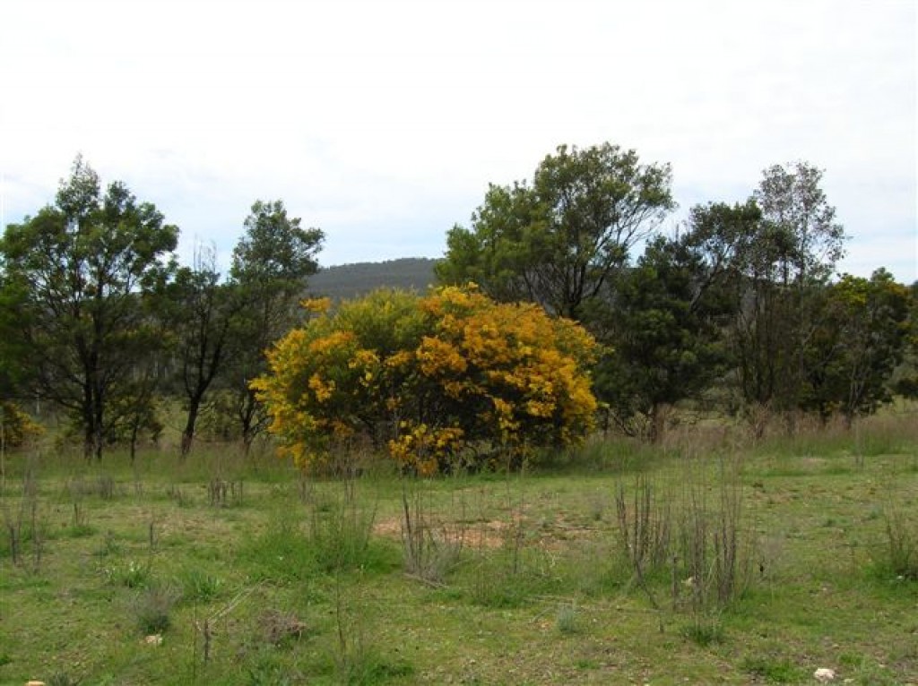 Zdjęcia: W buszu, NSW, Wiosna w Australii, AUSTRALIA Zdjęcia: W buszu, NSW, Wiosna w Australii, AUSTRALIA