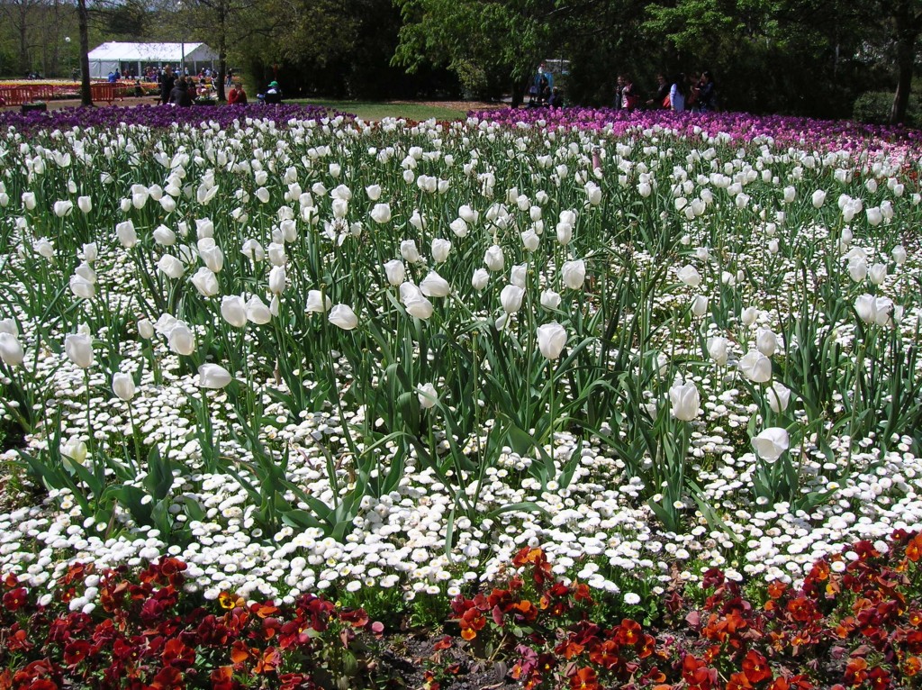 Zdjęcia: W parkach, ACT, Tulipany.., AUSTRALIA Zdjęcia: W parkach, ACT, Tulipany.., AUSTRALIA