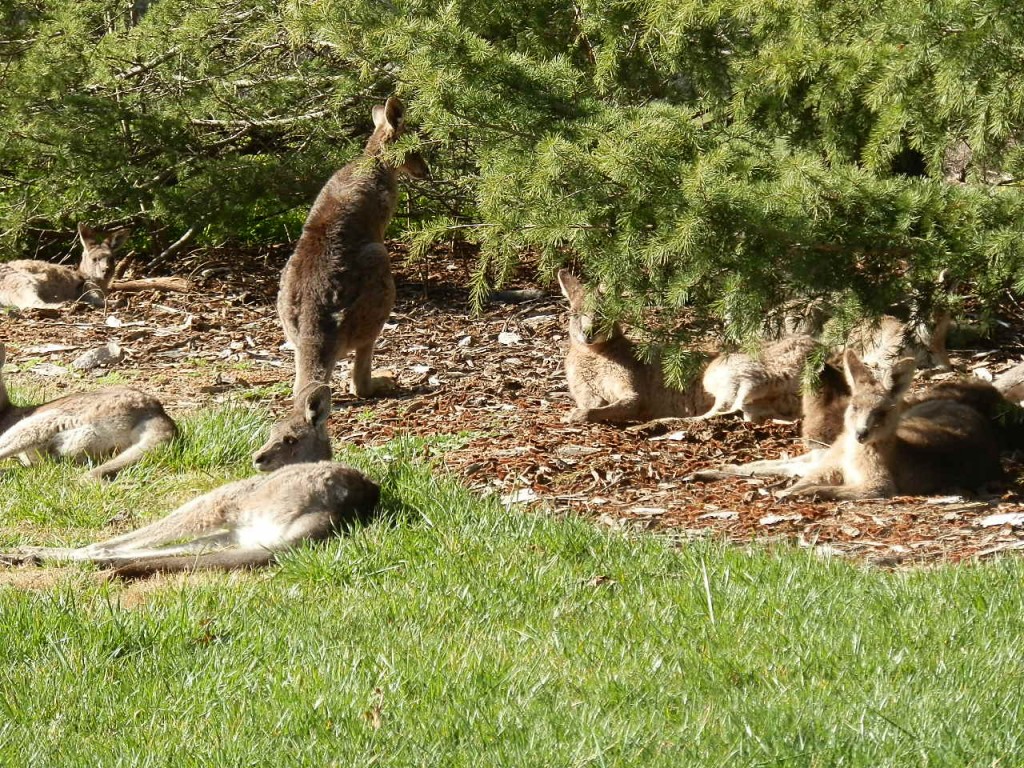 Zdjęcia: Cambera, CV, Kangurki, AUSTRALIA Zdjęcia: Cambera, CV, Kangurki, AUSTRALIA