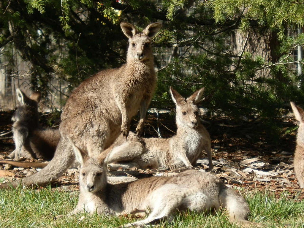 Zdjęcia: Cambera, CV, Torbacz, AUSTRALIA Zdjęcia: Cambera, CV, Torbacz, AUSTRALIA