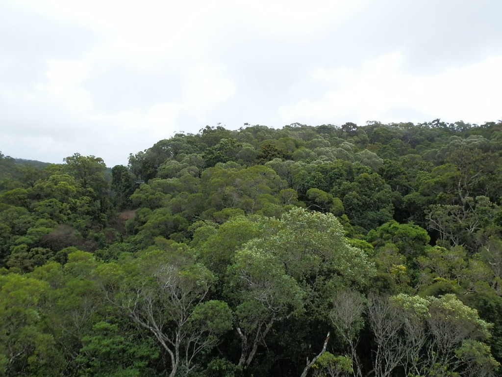 Zdjęcia: Kuranda, NSW, Las deszczowy, AUSTRALIA Zdjęcia: Kuranda, NSW, Las deszczowy, AUSTRALIA