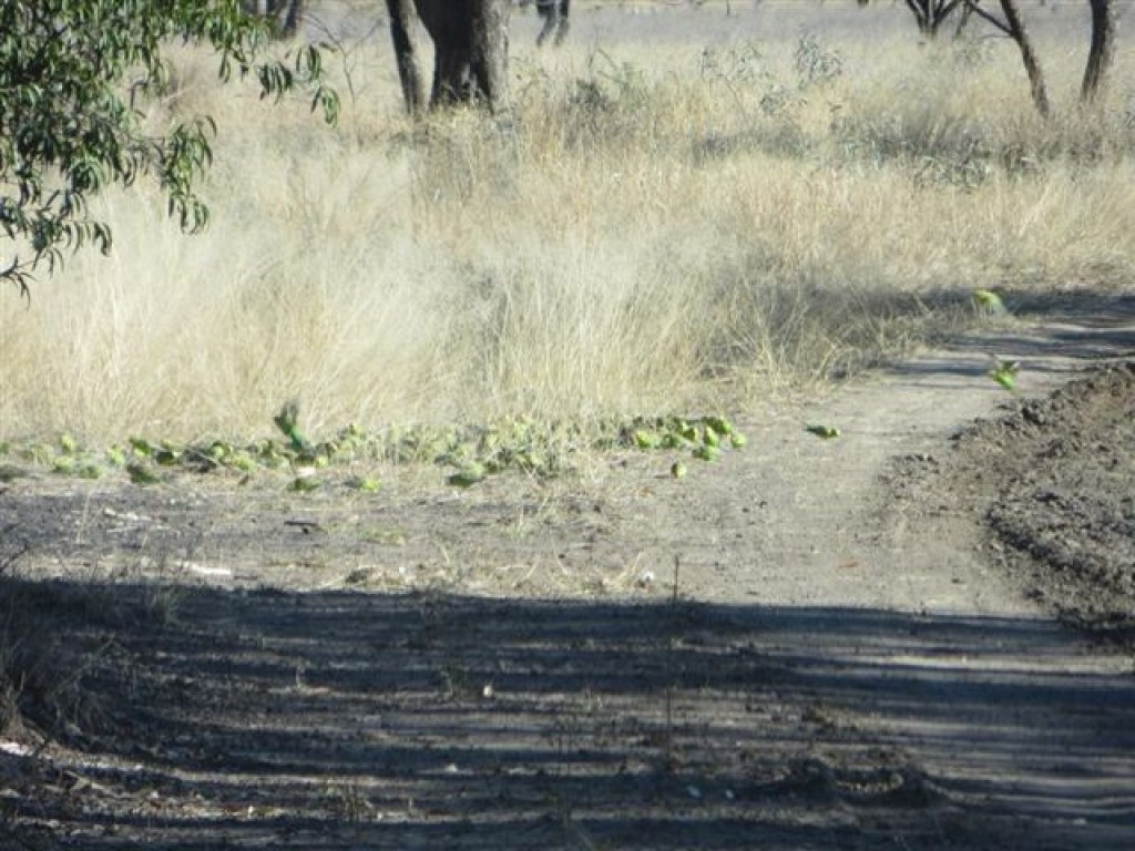 Zdjęcia: Outback, NSW, Outback.., AUSTRALIA Zdjęcia: Outback, NSW, Outback.., AUSTRALIA