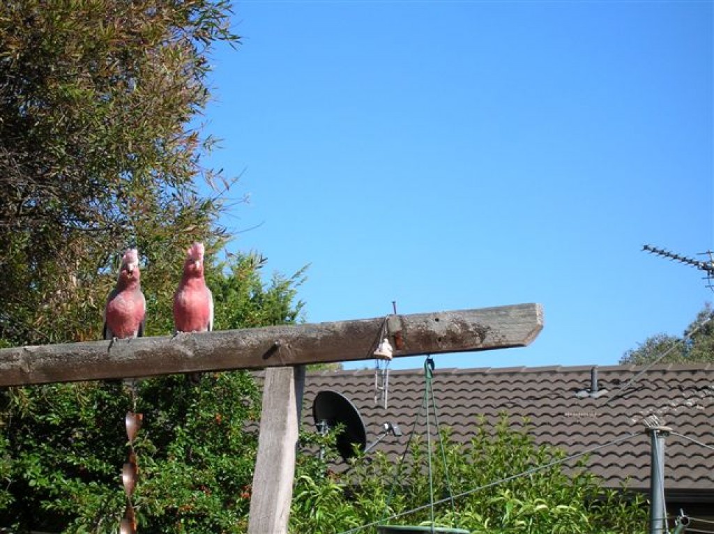 Zdjęcia: ACT, ACT, Mlode papugi..Galah., AUSTRALIA Zdjęcia: ACT, ACT, Mlode papugi..Galah., AUSTRALIA