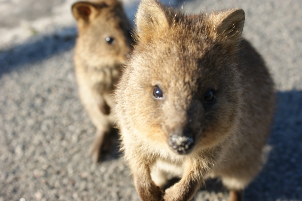 Zdjęcia: Rottnest Island, Zachodnia Australia, Quokka, AUSTRALIA Zdjęcia: Rottnest Island, Zachodnia Australia, Quokka, AUSTRALIA
