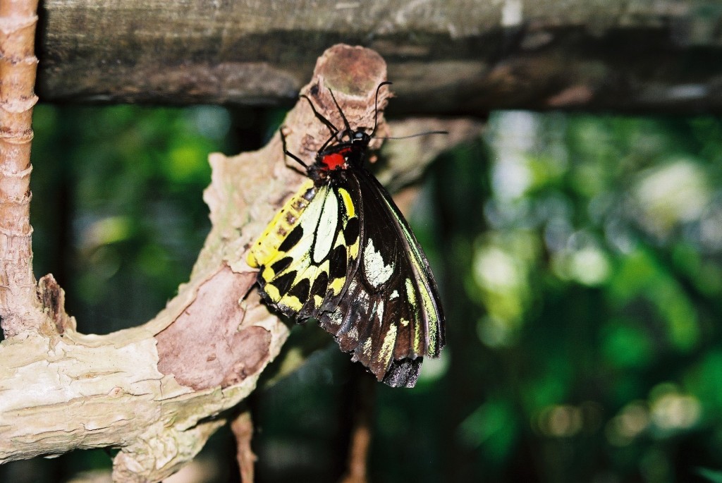 Zdjęcia: Kuranda-Australian Butterfly Santuary, Queenslad, Konkurs"Przyroda w skali makro", AUSTRALIA Zdjęcia: Kuranda-Australian Butterfly Santuary, Queenslad, Konkurs"Przyroda w skali makro", AUSTRALIA