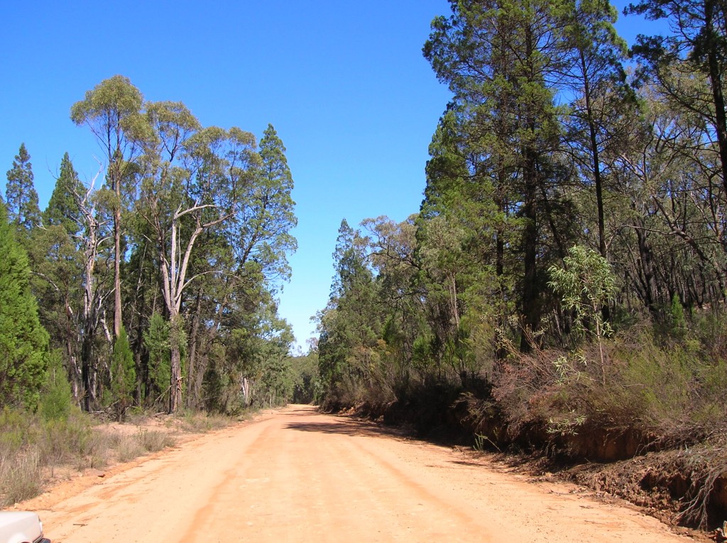Zdjęcia: Pilliga Scrub, Outback wschodni, Las cyprussowy, AUSTRALIA Zdjęcia: Pilliga Scrub, Outback wschodni, Las cyprussowy, AUSTRALIA