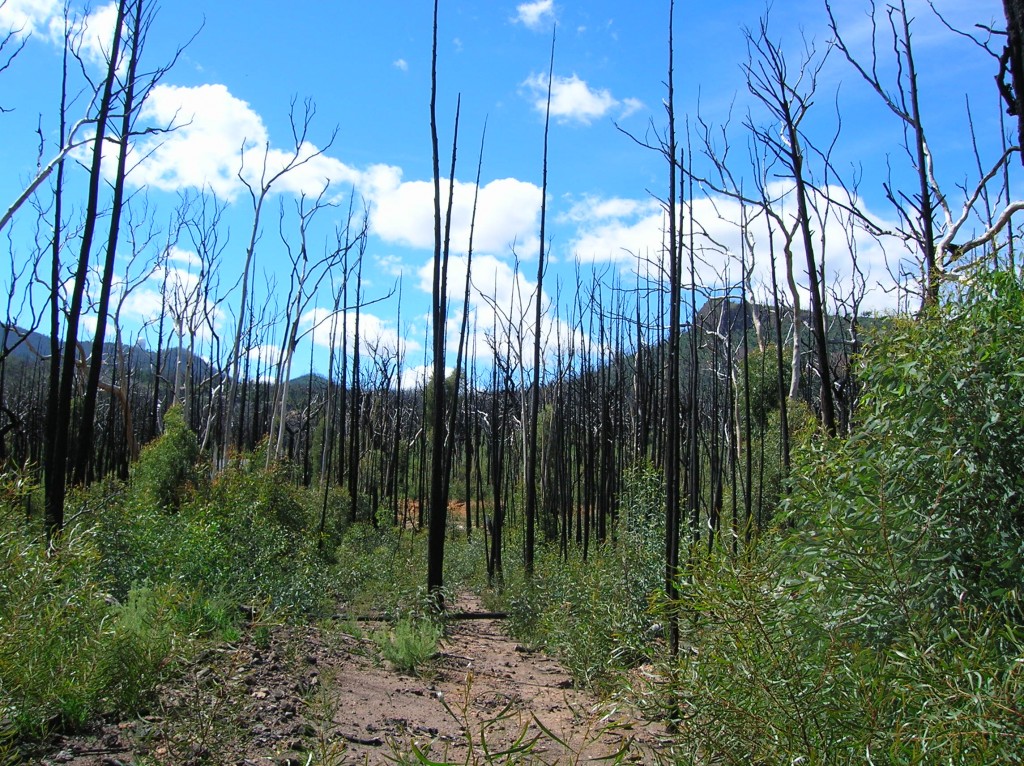 Zdjęcia: Warrumbungle Nat. Park, Outback wschodni, Pozar w gorach, AUSTRALIA Zdjęcia: Warrumbungle Nat. Park, Outback wschodni, Pozar w gorach, AUSTRALIA