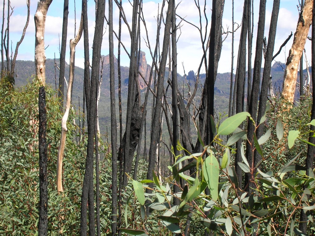 Zdjęcia: Warrumbungle, Outback wschod, Czeste pozary niszcza lasy.., AUSTRALIA Zdjęcia: Warrumbungle, Outback wschod, Czeste pozary niszcza lasy.., AUSTRALIA