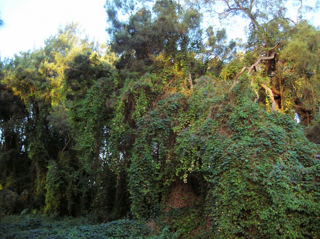 Zdjęcia: Nepean River, Zach Sydney, Rain forrest, AUSTRALIA Zdjęcia: Nepean River, Zach Sydney, Rain forrest, AUSTRALIA