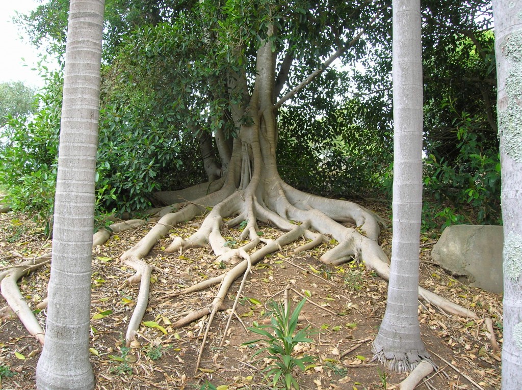 Zdjęcia: Australian National Botanic Garden, Zach Sydney, Figowce.., AUSTRALIA Zdjęcia: Australian National Botanic Garden, Zach Sydney, Figowce.., AUSTRALIA