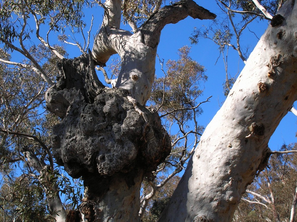 Zdjęcia: Tinderry Nat. Park, NSW, Jak rzezba.., AUSTRALIA Zdjęcia: Tinderry Nat. Park, NSW, Jak rzezba.., AUSTRALIA