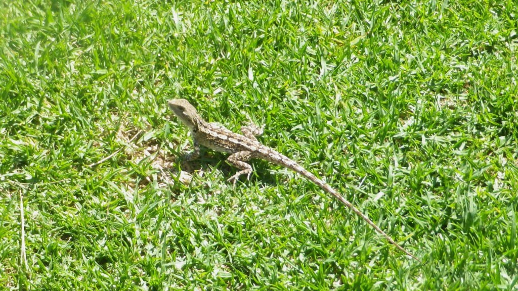 Zdjęcia: Congo, Wchodnia Australia, Lizard, AUSTRALIA Zdjęcia: Congo, Wchodnia Australia, Lizard, AUSTRALIA