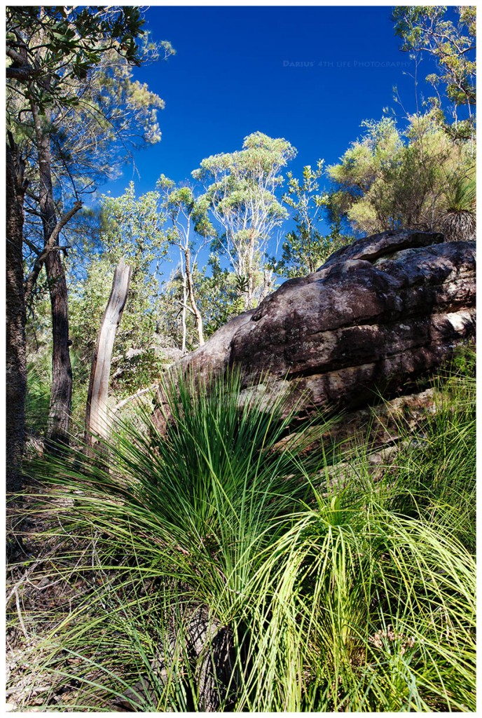 Zdjęcia: Berowra, Sydney, Berowra Bush, AUSTRALIA Zdjęcia: Berowra, Sydney, Berowra Bush, AUSTRALIA
