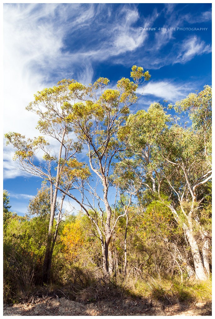 Zdjęcia: Berowra, Sydney, Bush, AUSTRALIA Zdjęcia: Berowra, Sydney, Bush, AUSTRALIA