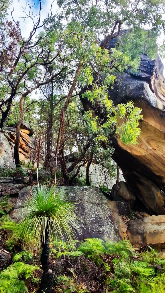 Zdjęcia: Berowra Valley, Sydney, Berowra Bush, AUSTRALIA Zdjęcia: Berowra Valley, Sydney, Berowra Bush, AUSTRALIA