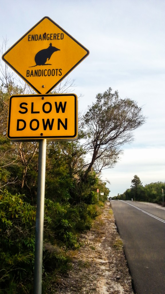 Zdjęcia: Port Stephens, NSW, Endangered Bandicoots, AUSTRALIA Zdjęcia: Port Stephens, NSW, Endangered Bandicoots, AUSTRALIA