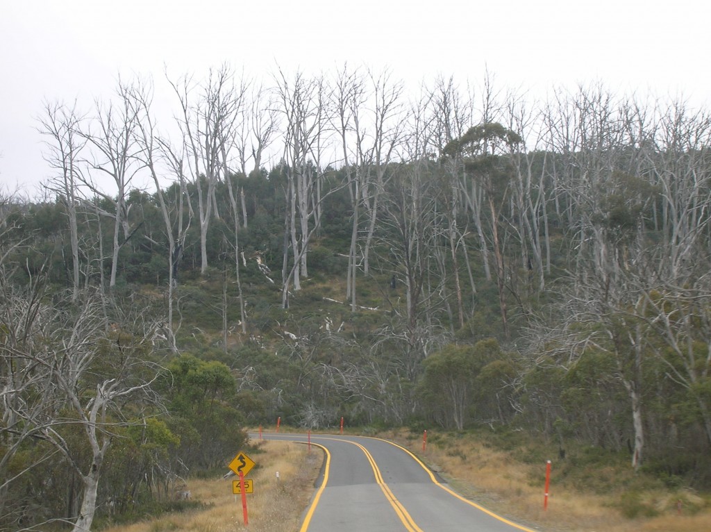 Zdjęcia: Sniezne Gory, NSW, Szkielety .., AUSTRALIA Zdjęcia: Sniezne Gory, NSW, Szkielety .., AUSTRALIA