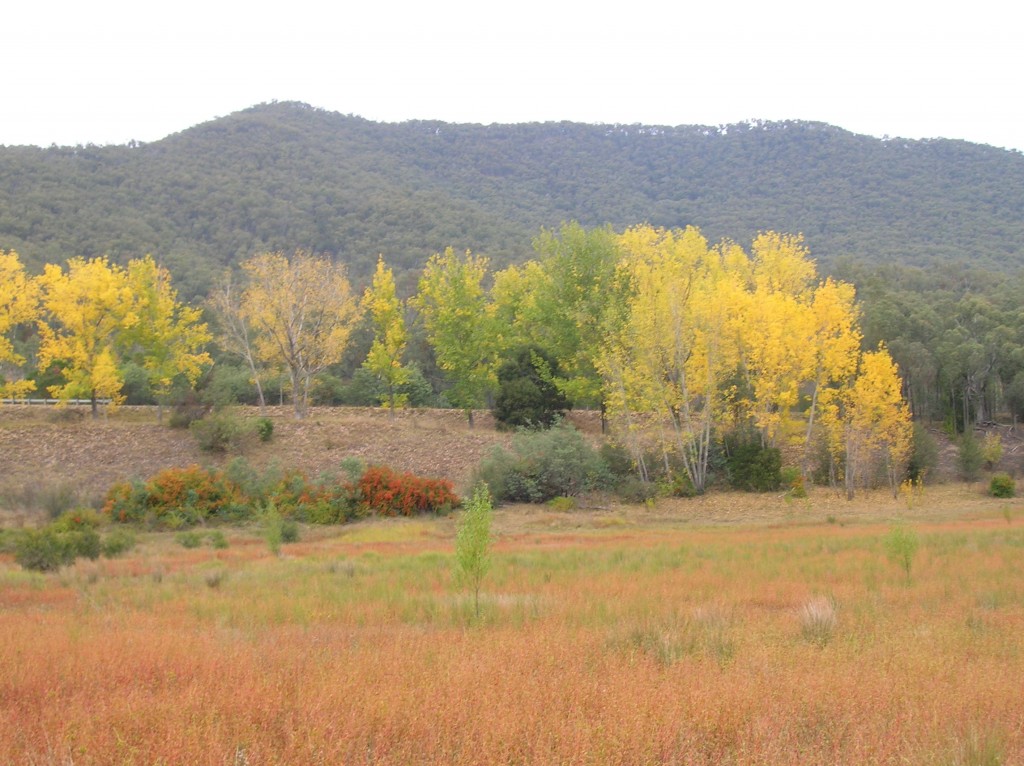 Zdjęcia: Snowy mountains, NSW, Talbingo-jesien, AUSTRALIA Zdjęcia: Snowy mountains, NSW, Talbingo-jesien, AUSTRALIA