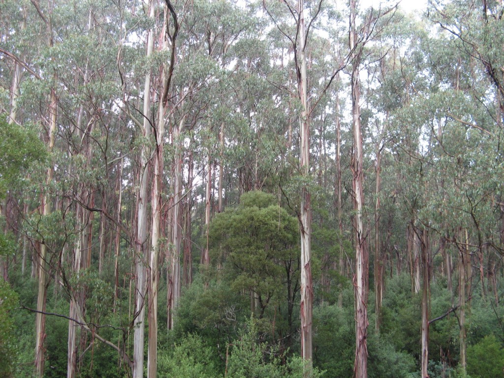 Zdjęcia: Wielka Droga Oceaniczna, Stan Wiktoria, Las deszczowy Otway, AUSTRALIA Zdjęcia: Wielka Droga Oceaniczna, Stan Wiktoria, Las deszczowy Otway, AUSTRALIA