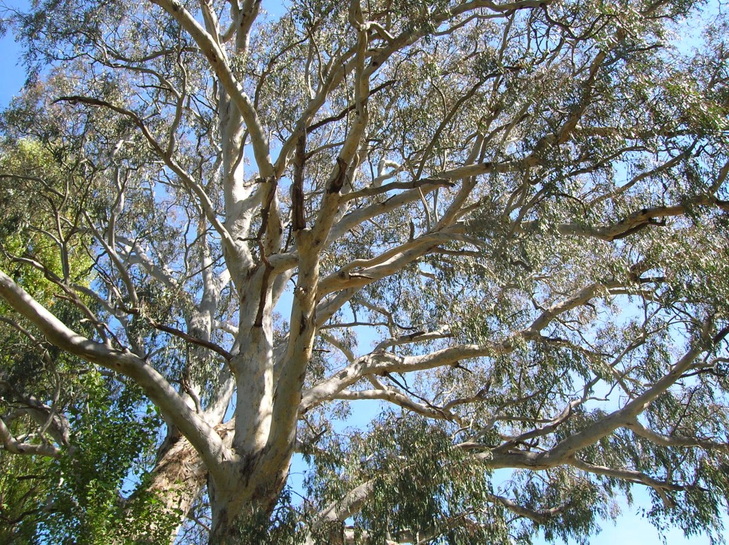 Zdjęcia: Snowy Mountains, NSW, Gum tree, AUSTRALIA Zdjęcia: Snowy Mountains, NSW, Gum tree, AUSTRALIA