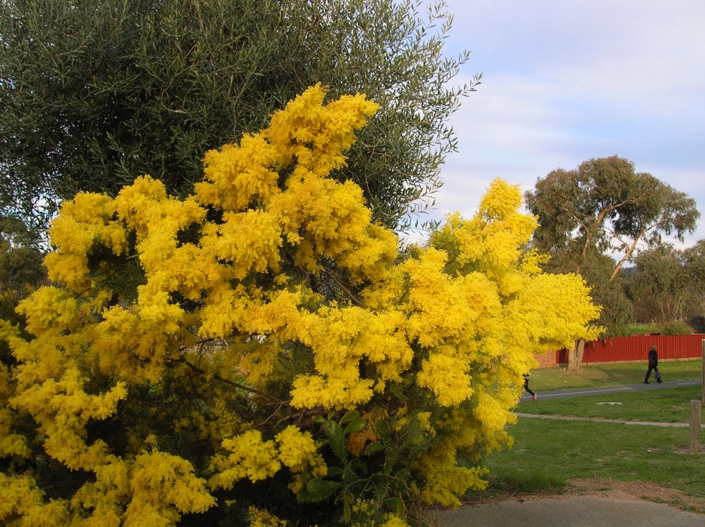 Zdjęcia: Wschodnia Australia, Wschodnia Australia, Wiosna na drugiej polkuli, AUSTRALIA Zdjęcia: Wschodnia Australia, Wschodnia Australia, Wiosna na drugiej polkuli, AUSTRALIA